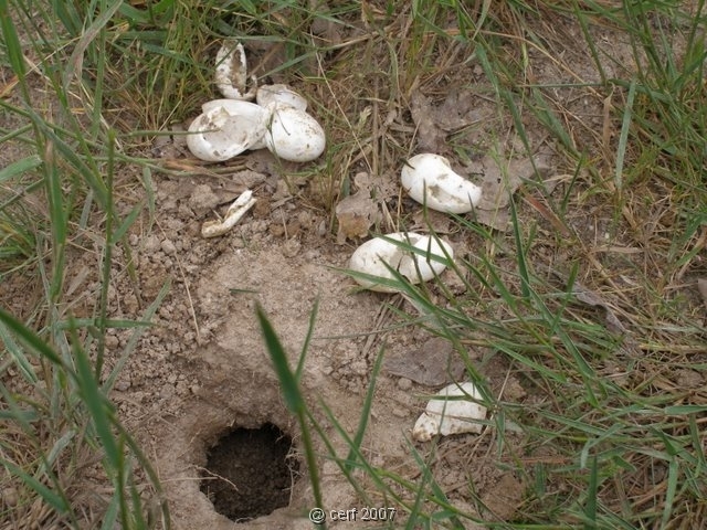 2007 05 Séjour en Brenne 016